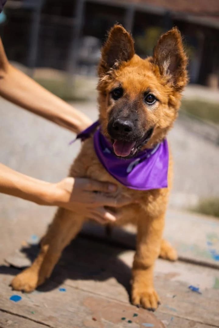 Balti, male puppy Mixed Breed for adoption at Hands4Animals e.V., Töging