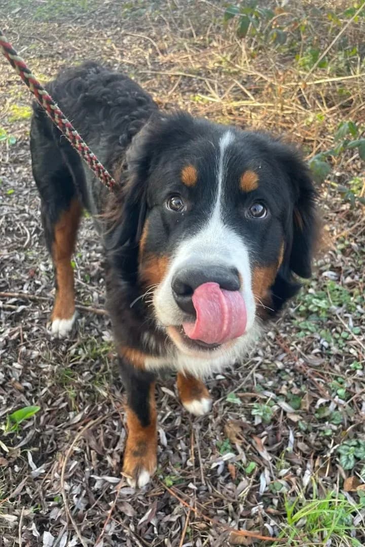 Barney, male Bernese Mountain Dog for adoption at Hands4Animals e.V., Töging