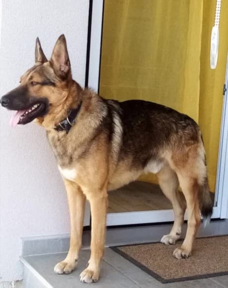 Bebo, male 3yo Mixed Breed for adoption at Hands4Animals e.V., Töging