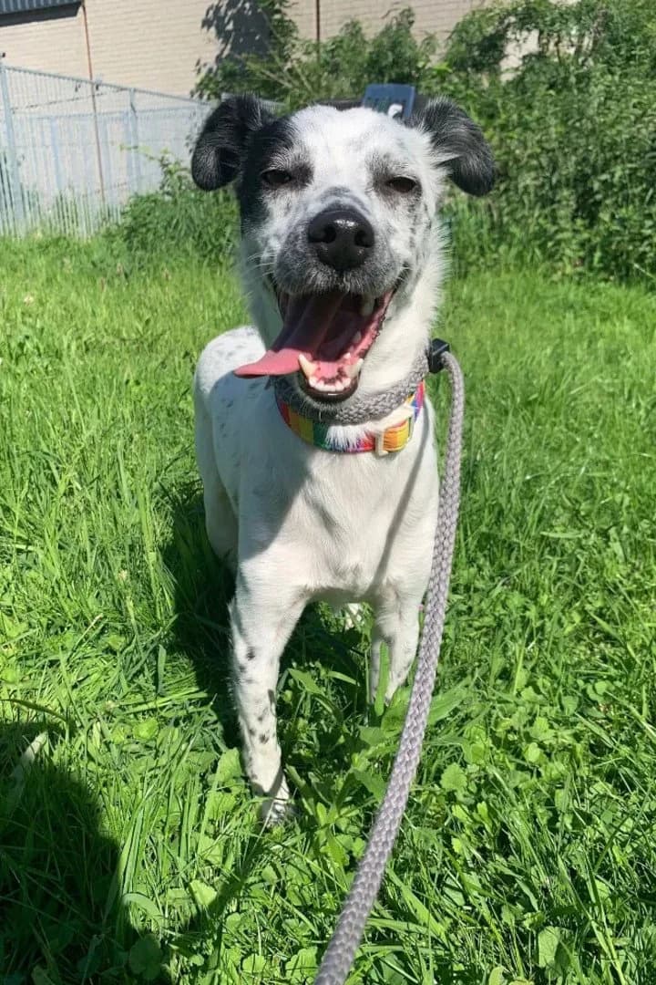 Belco, male Mixed Breed for adoption at Hands4Animals e.V., Töging