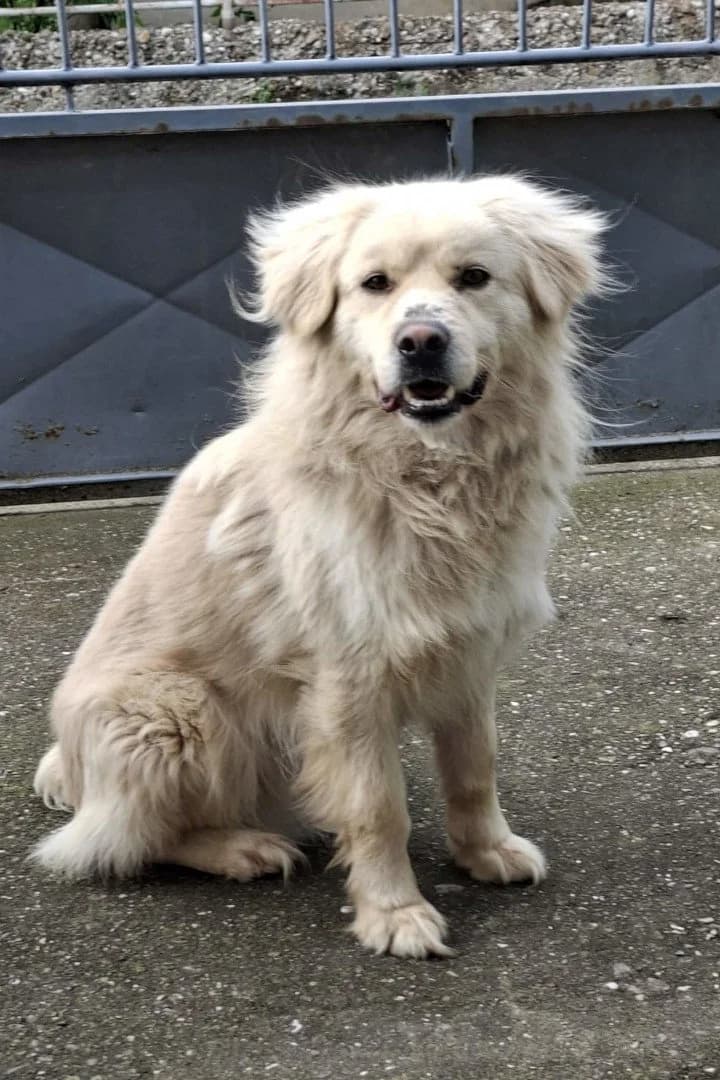 Bello, male Golden Retriever for adoption at Hands4Animals e.V., Töging