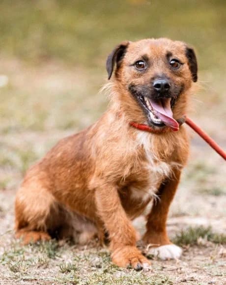 Bentley, male 4yo Mixed Breed for adoption at Hands4Animals e.V., Töging