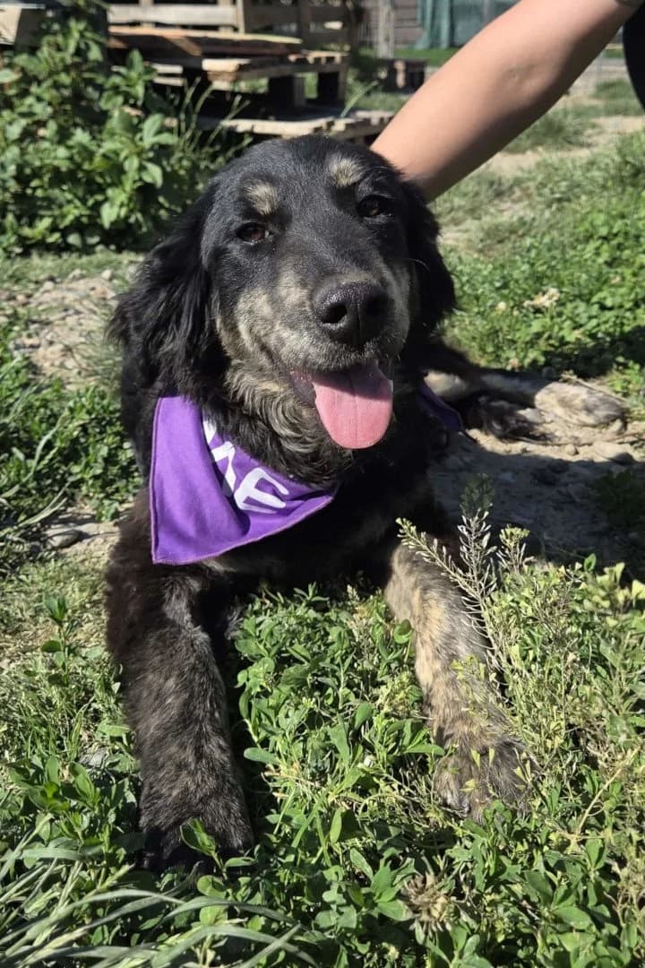 Bex, male young Mixed Breed for adoption at Hands4Animals e.V., Töging