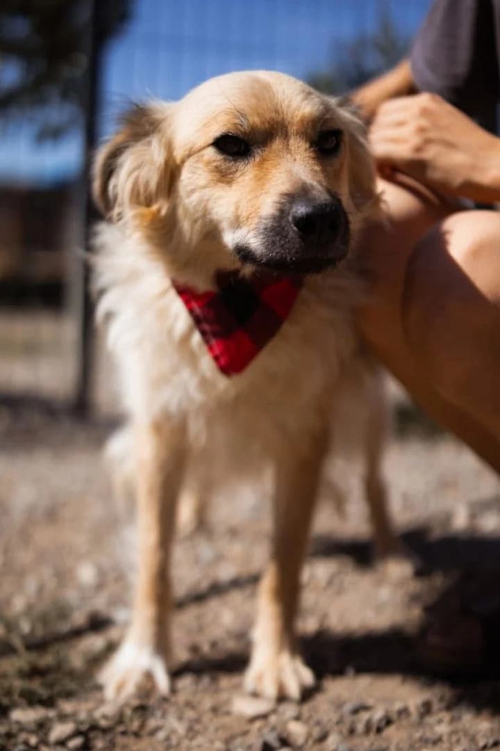 Bianka, female young Mixed Breed for adoption at Hands4Animals e.V., Töging
