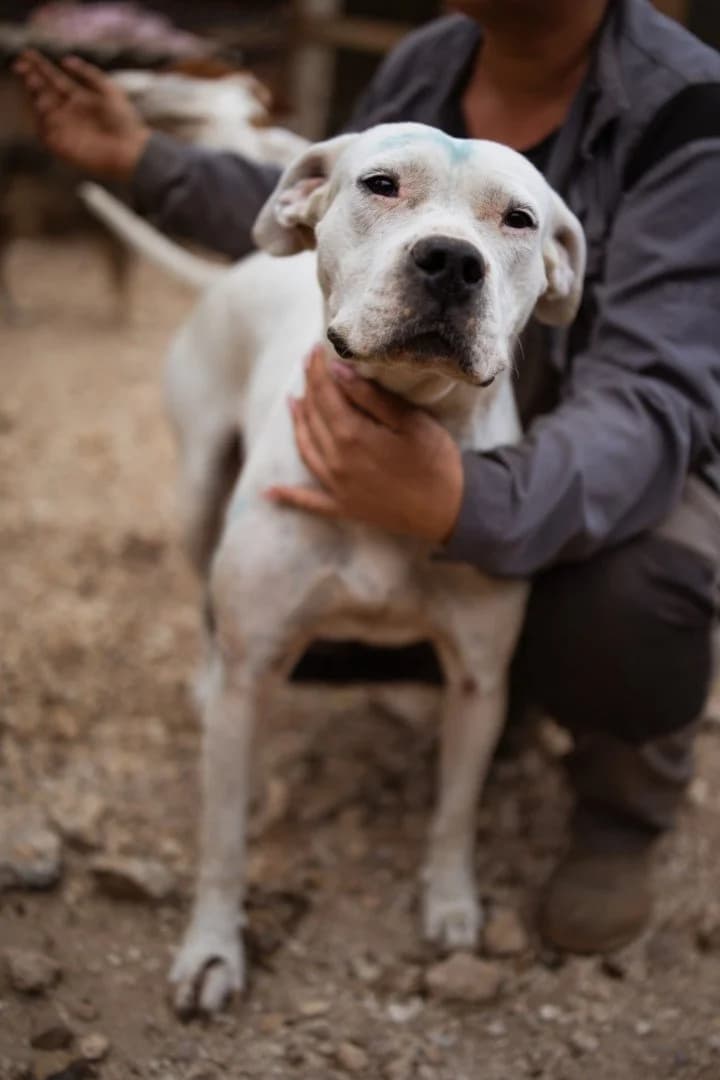Bila, female 4yo Dogo Argentino for adoption at Hands4Animals e.V., Töging