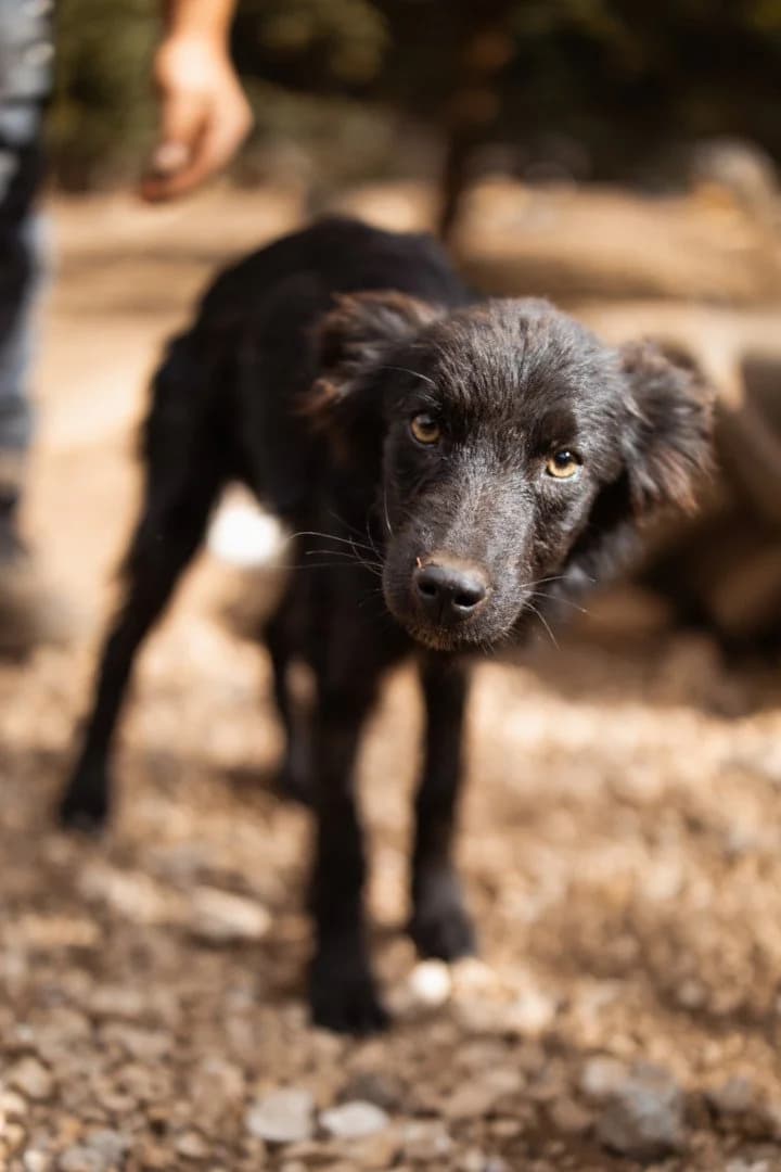 Billy, male puppy Mixed Breed for adoption at Hands4Animals e.V., Töging