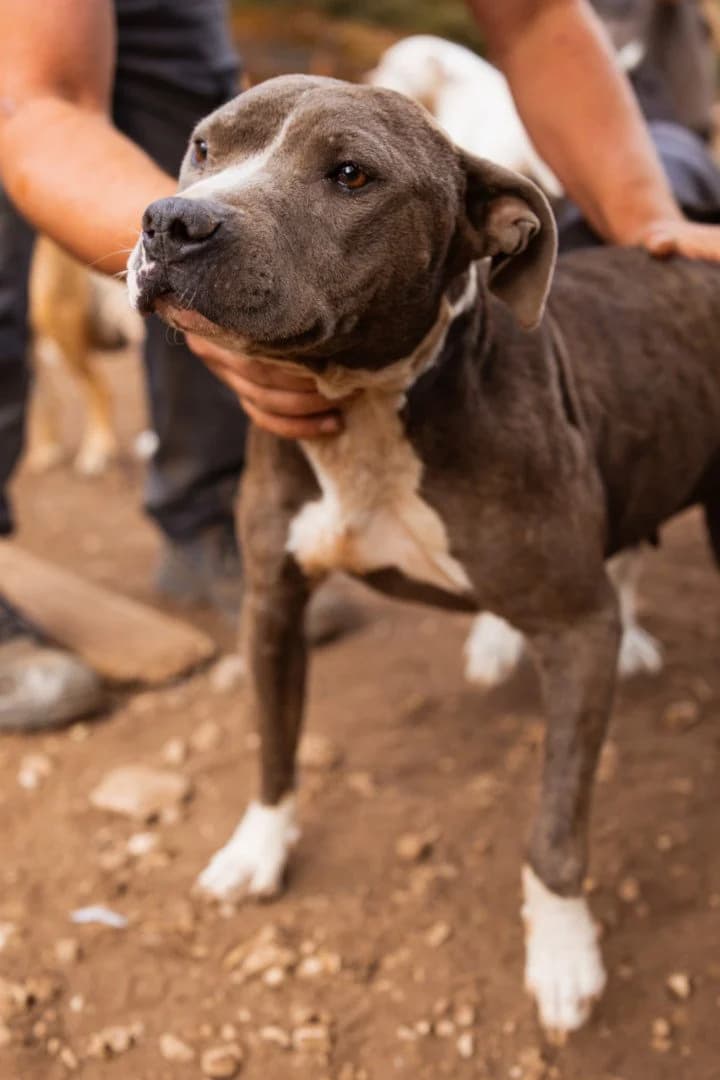Blue, female 3yo Mixed Breed for adoption at Hands4Animals e.V., Töging