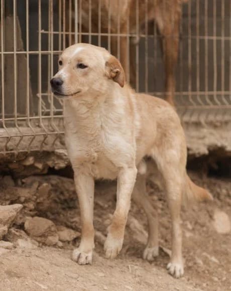 Bob, male 4yo Mixed Breed for adoption at Hands4Animals e.V., Töging