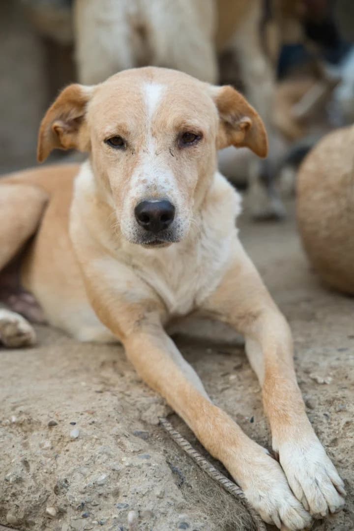 Bob, male 4yo Mixed Breed for adoption at Hands4Animals e.V., Töging