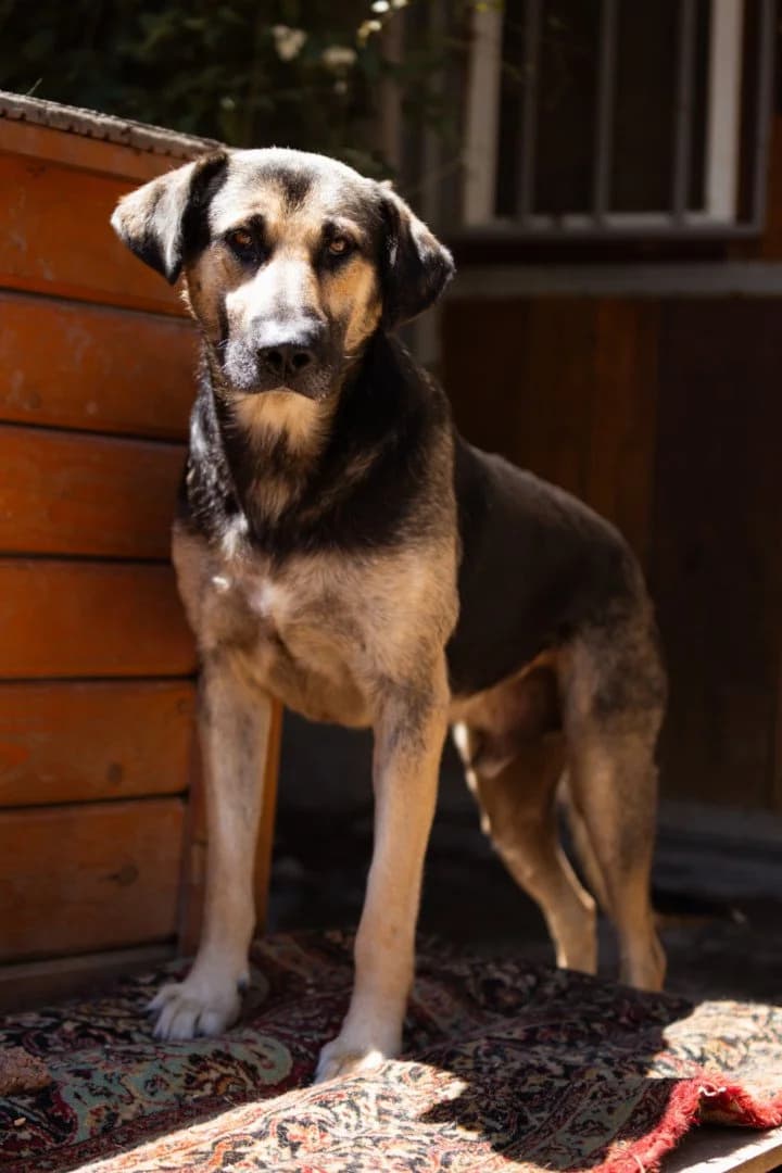 Bobi, male 5yo Mixed Breed for adoption at Hands4Animals e.V., Töging