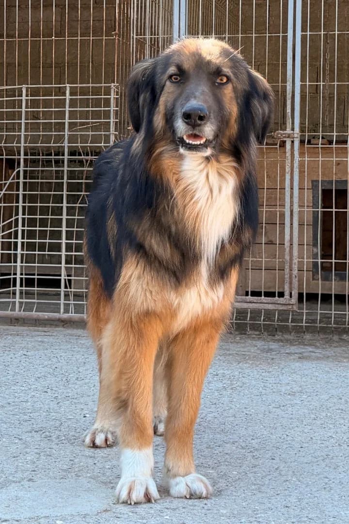 Bogo, male 5yo Mixed Breed for adoption at Hands4Animals e.V., Töging