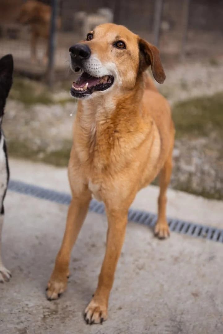 Bongo, male senior Vizsla for adoption at Hands4Animals e.V., Töging