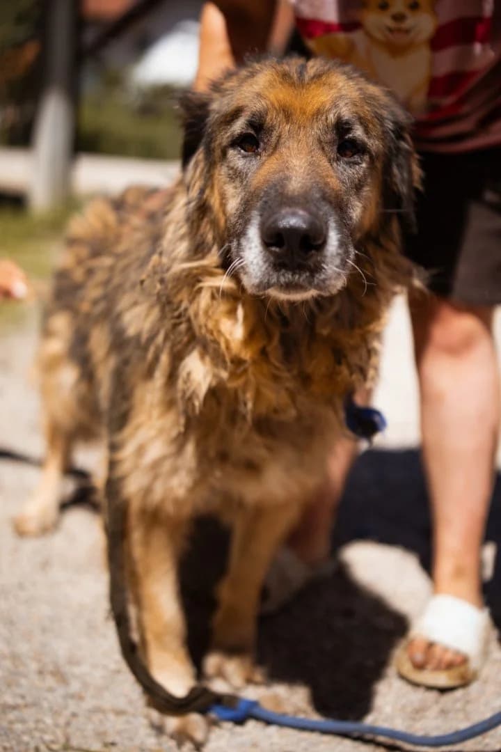 Bruce, male 7yo German Shepherd for adoption at Hands4Animals e.V., Töging