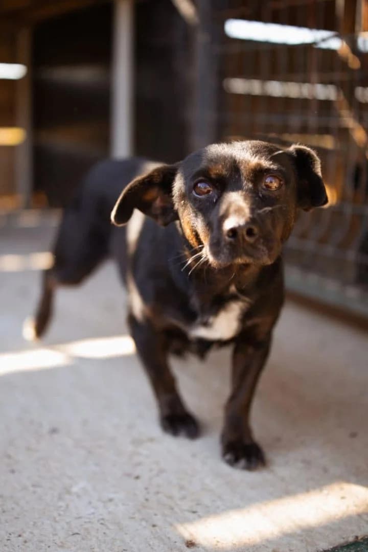 Buba Grace, female young Mixed Breed for adoption at Hands4Animals e.V., Töging