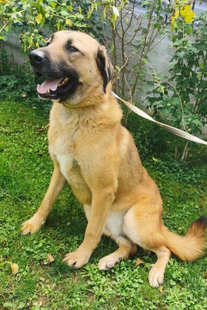 Buddy, male 3yo Mixed Breed for adoption at Hands4Animals e.V., Töging
