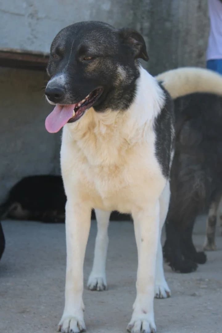 Buddy, male 3yo Mixed Breed for adoption at Hands4Animals e.V., Töging