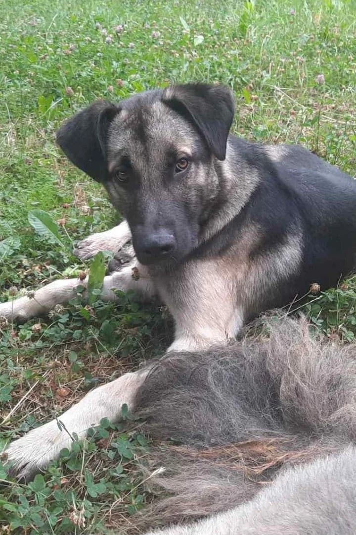 Buddy, male puppy Mixed Breed for adoption at Hands4Animals e.V., Töging
