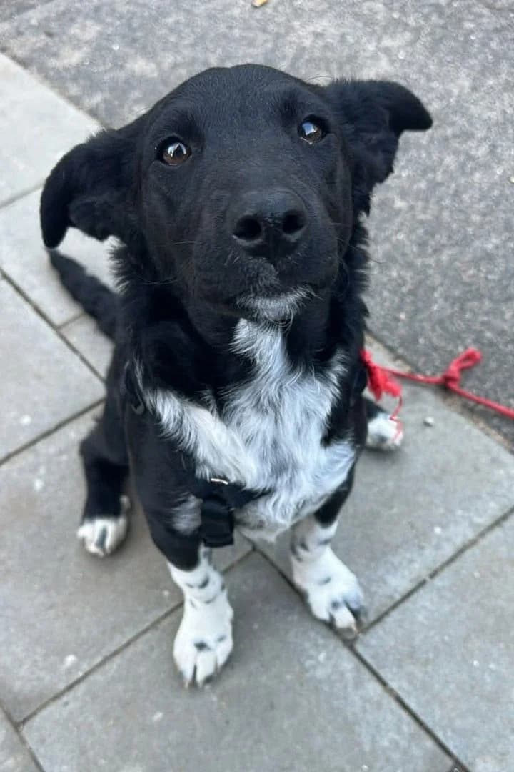 CHANA in 22081 Hamburg, female puppy Mixed Breed for adoption at Hands4Animals e.V., Töging