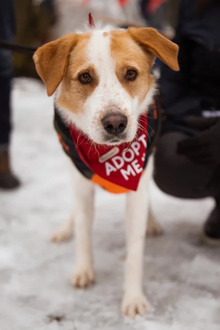CHARLIE in 99718 Greussen, male 3yo Mixed Breed for adoption at Hands4Animals e.V., Töging
