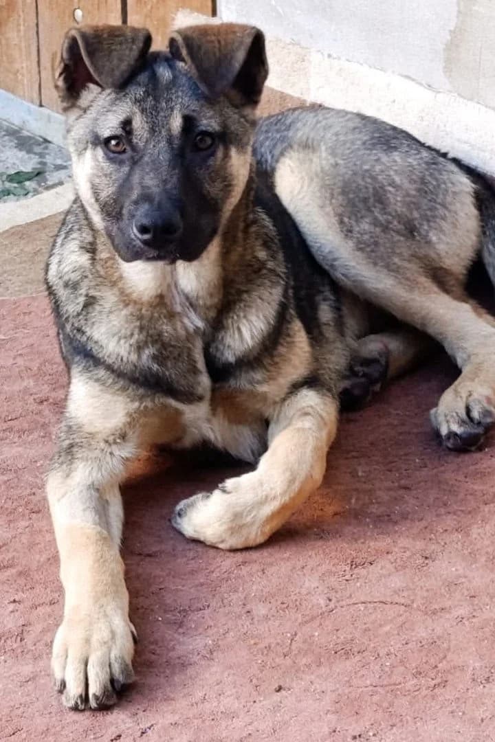Charly, male puppy German Shepherd for adoption at Hands4Animals e.V., Töging
