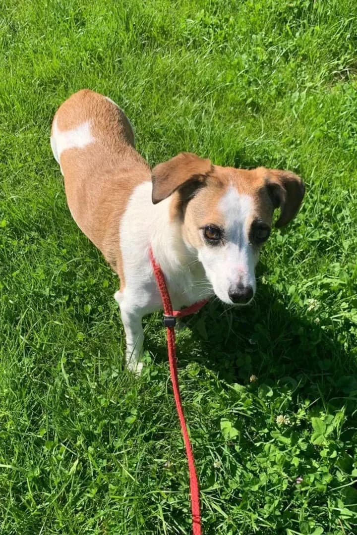 Cherry, female Mixed Breed for adoption at Hands4Animals e.V., Töging
