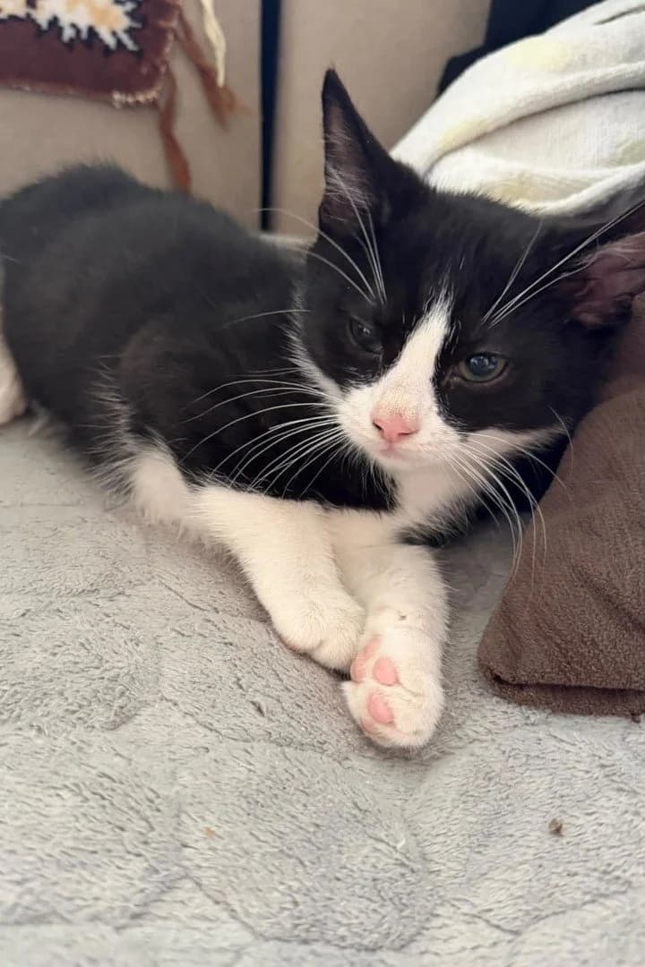 Cherry, female puppy Mixed Breed Cat for adoption at Hands4Animals e.V., Töging