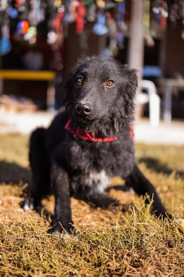 Chi Chi, male young German Shepherd for adoption at Hands4Animals e.V., Töging