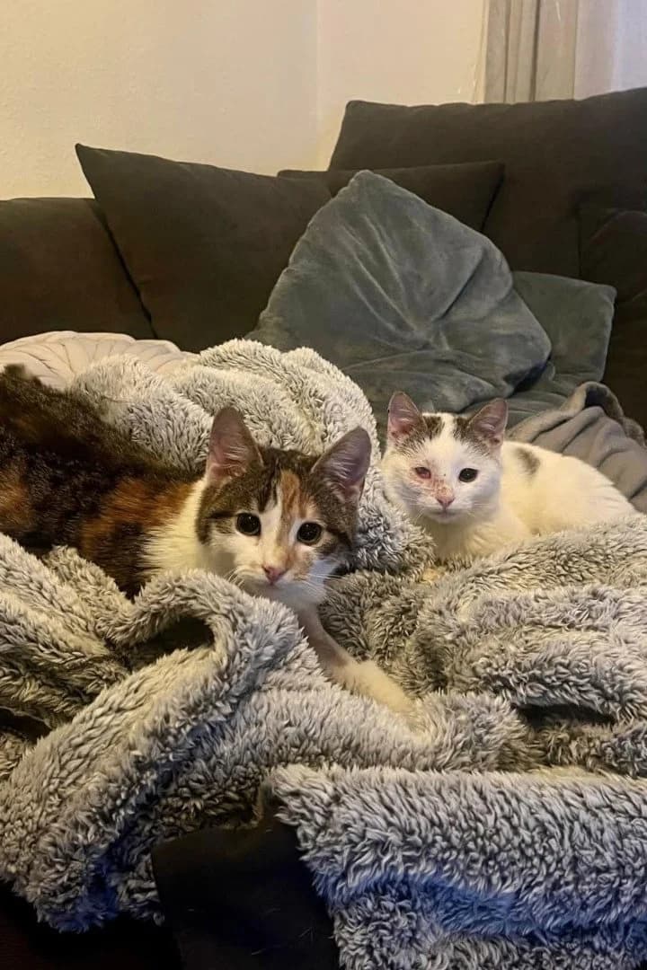 CLEO & FINA in 67655 Kaiserslautern, female puppy Mixed Breed Cat for adoption at Hands4Animals e.V., Töging