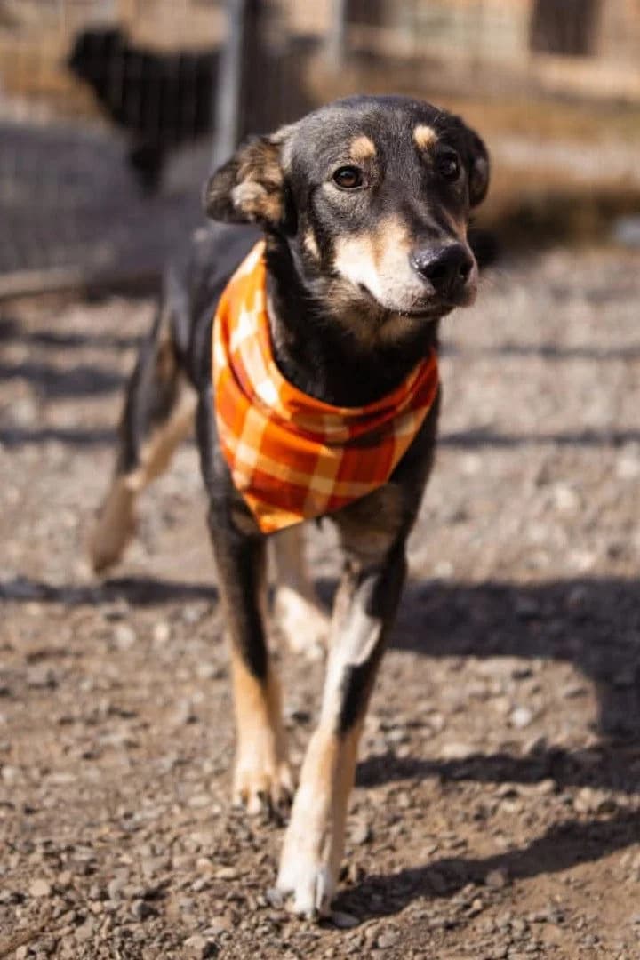 Cody, male young Mixed Breed for adoption at Hands4Animals e.V., Töging