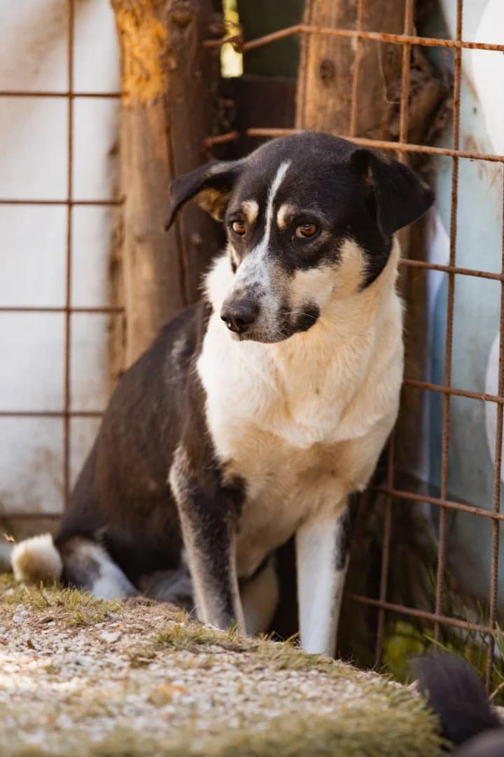 Colly, female young Mixed Breed for adoption at Hands4Animals e.V., Töging