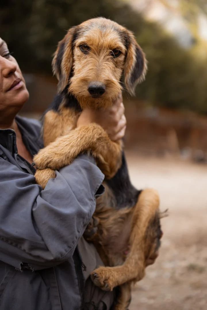 Cupi, male puppy Mixed Breed for adoption at Hands4Animals e.V., Töging