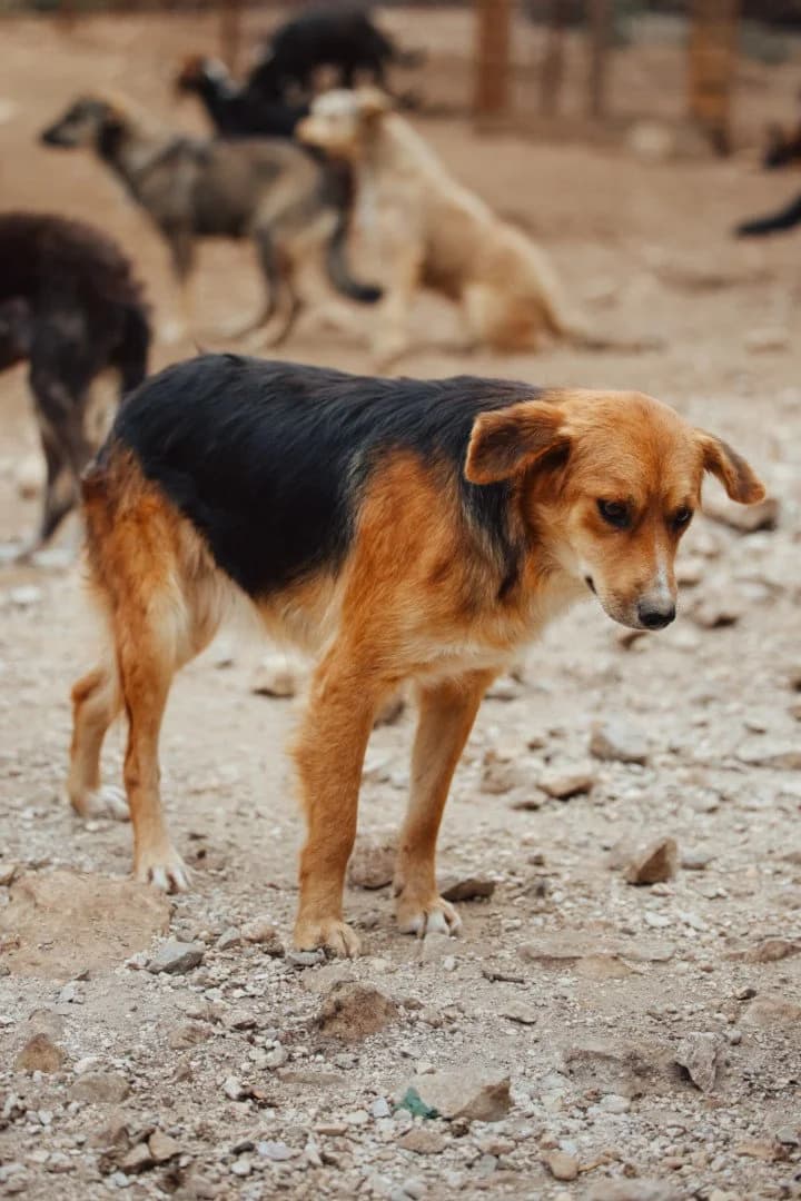 Cupka, female young Mixed Breed for adoption at Hands4Animals e.V., Töging