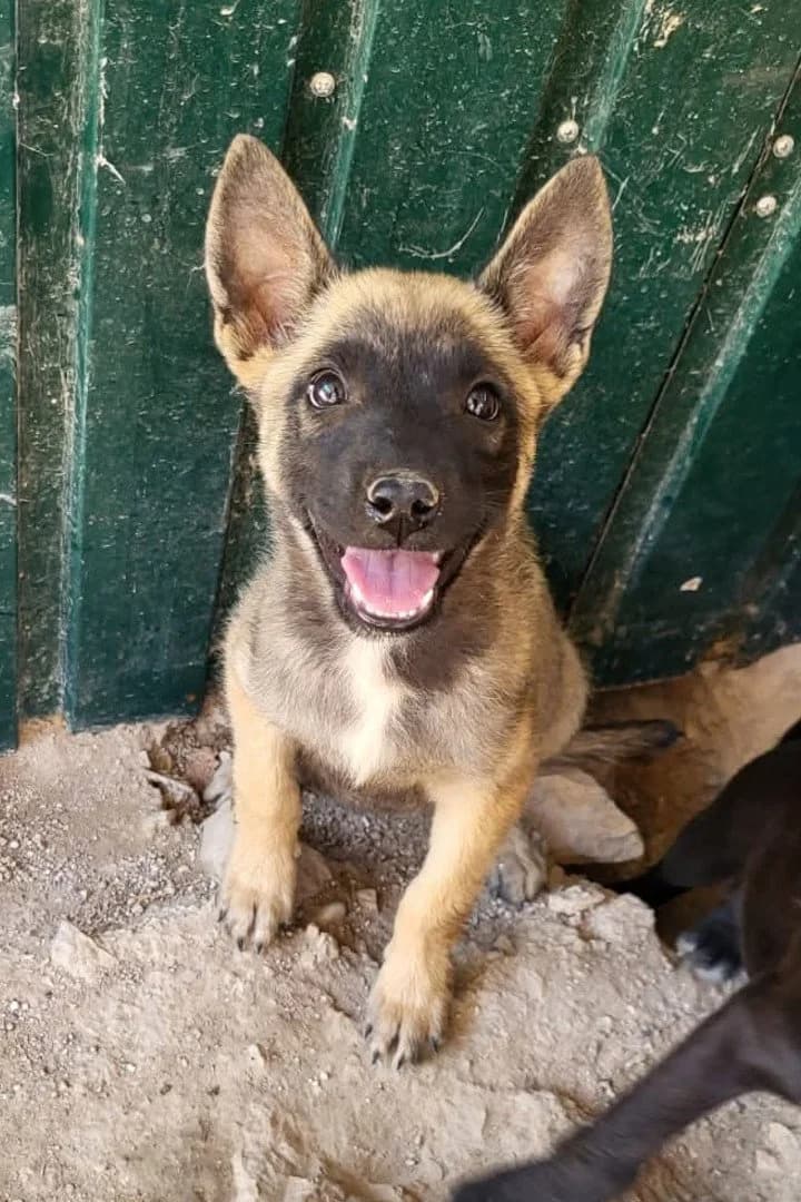 Curly, female puppy Belgian Malinois for adoption at Hands4Animals e.V., Töging