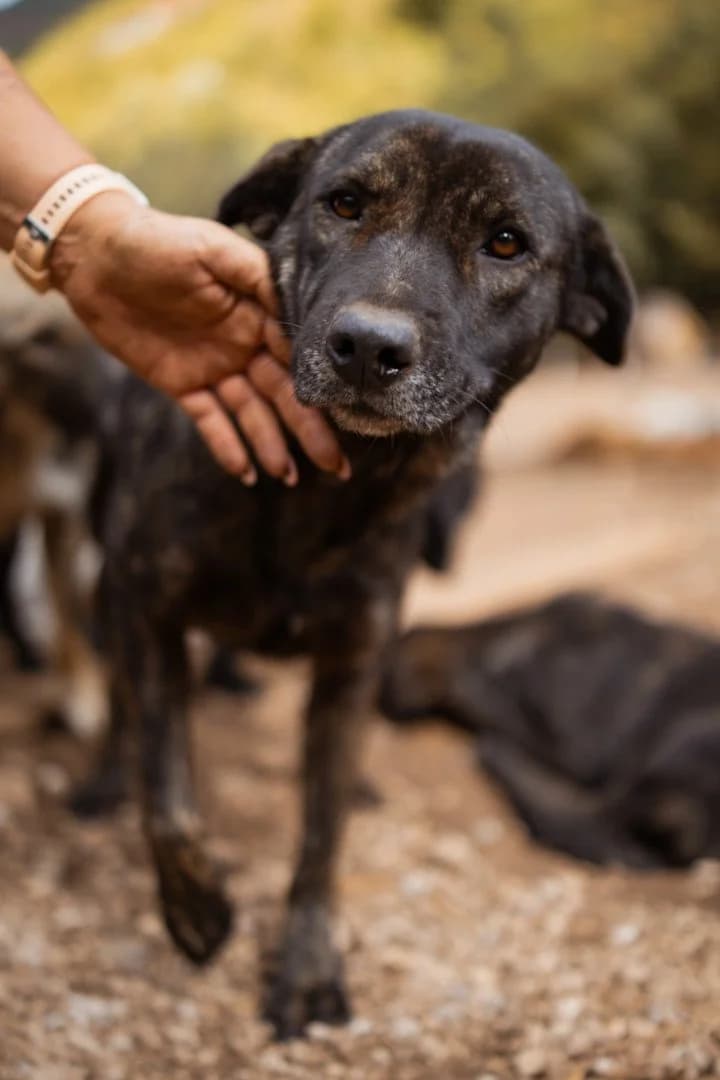 Daisy, female 4yo Mixed Breed for adoption at Hands4Animals e.V., Töging