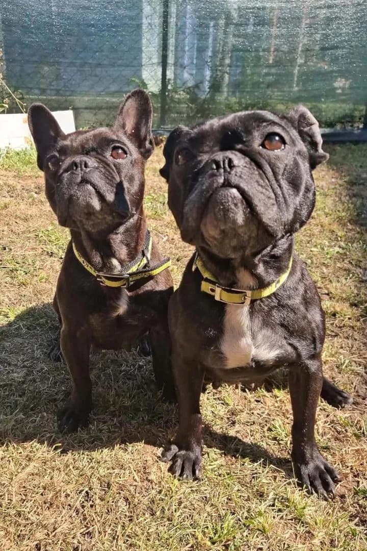 Daisy & Molly, female 7yo French Bulldog for adoption at Hands4Animals e.V., Töging