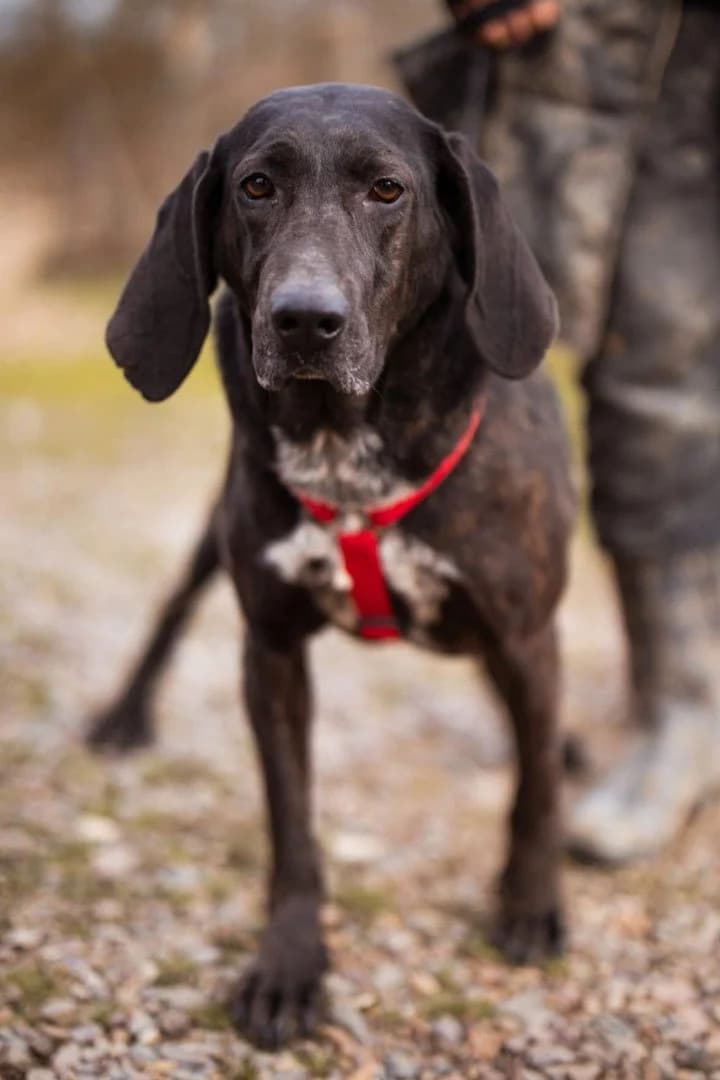 Daria, female 3yo Pointer for adoption at Hands4Animals e.V., Töging