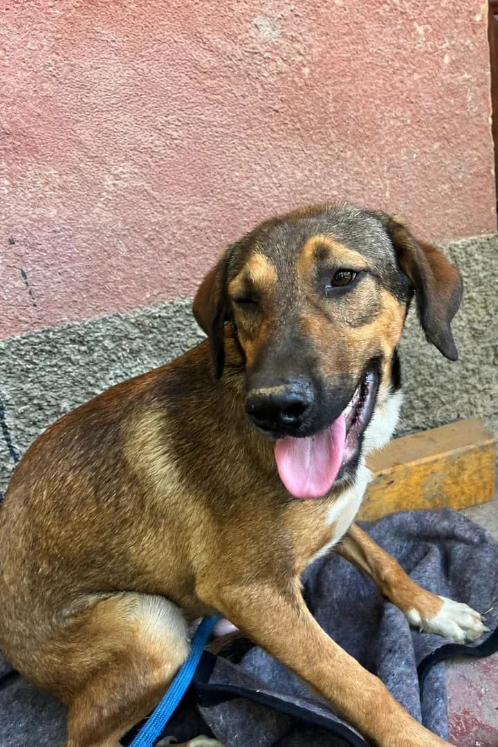 Demy, male young Mixed Breed for adoption at Hands4Animals e.V., Töging