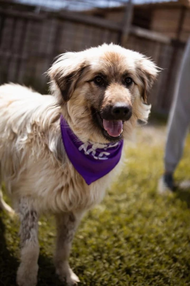 Denis, male young Mixed Breed for adoption at Hands4Animals e.V., Töging