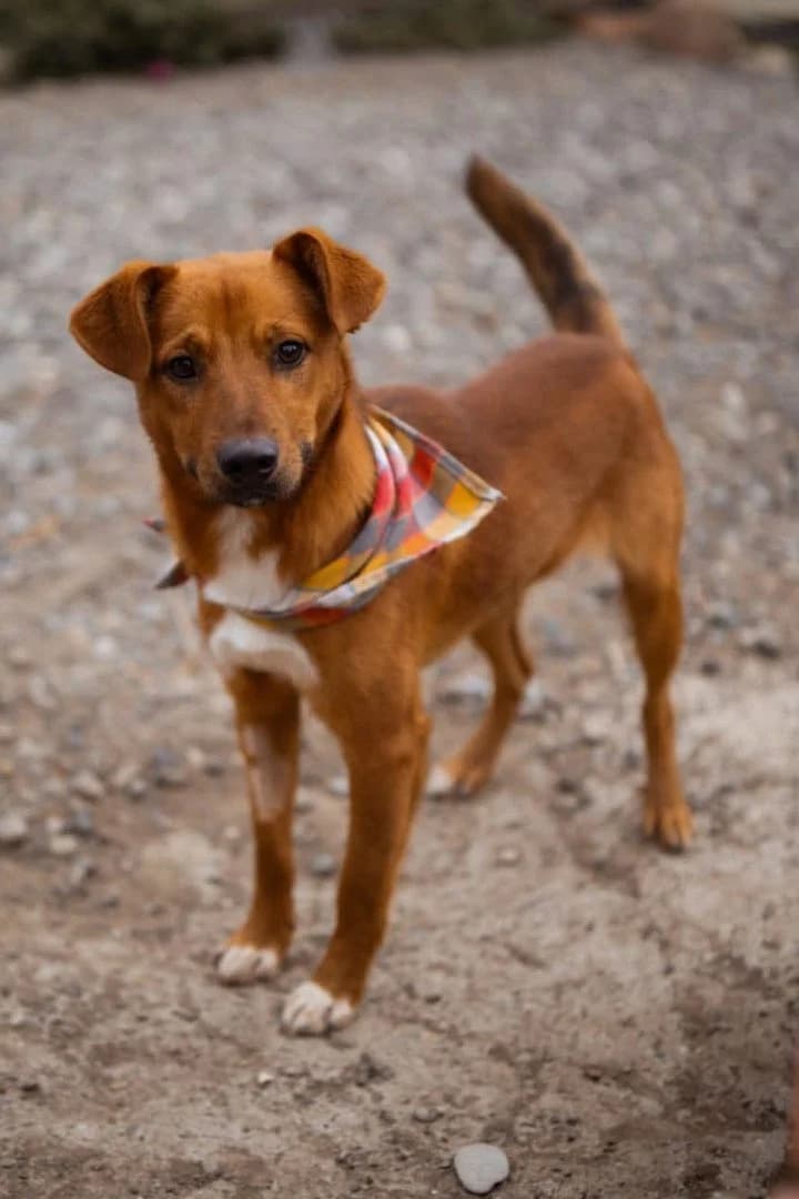 Dobby, male puppy Mixed Breed for adoption at Hands4Animals e.V., Töging