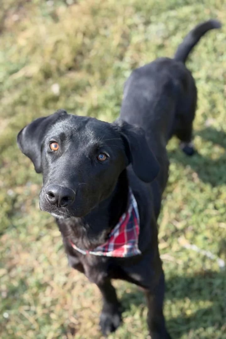 Drax, male puppy Labrador Retriever for adoption at Hands4Animals e.V., Töging