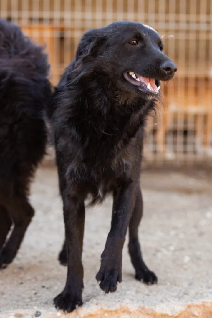 Duke, male young German Shepherd for adoption at Hands4Animals e.V., Töging