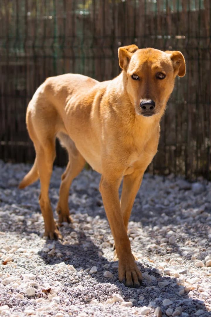 Dunja, female young Mixed Breed for adoption at Hands4Animals e.V., Töging
