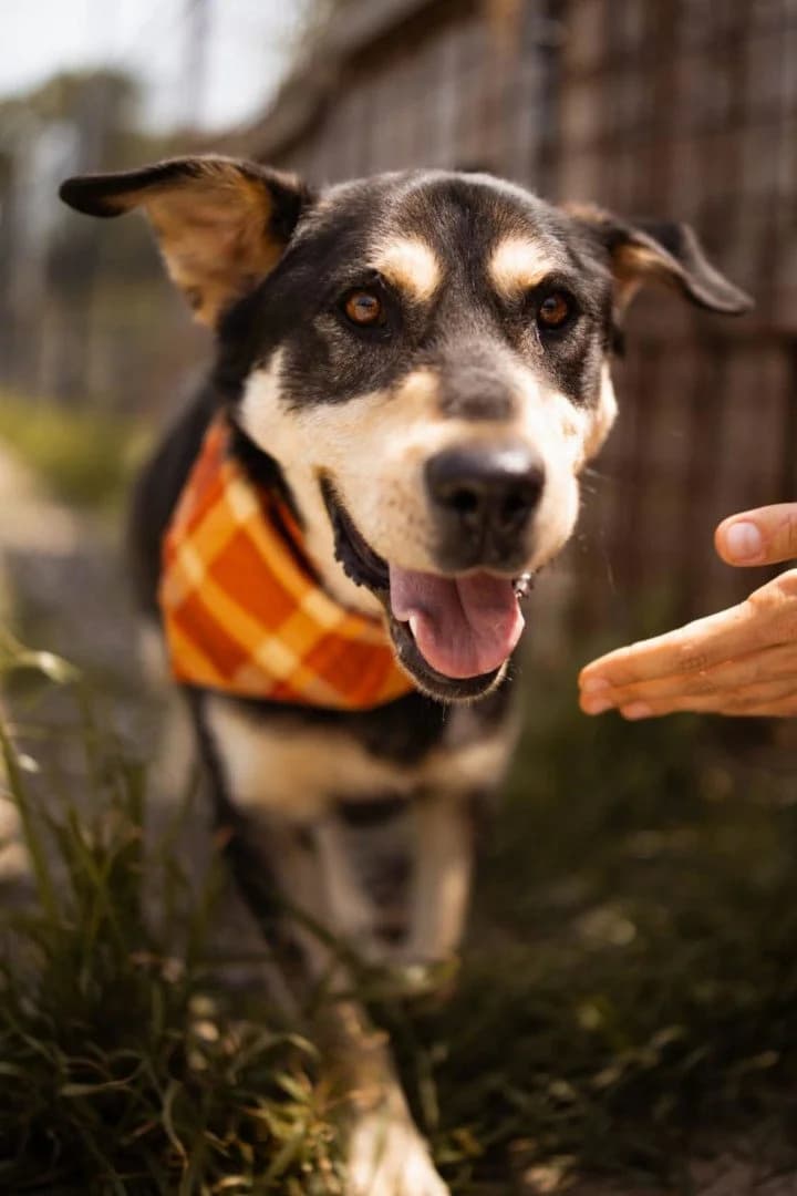Dustin, male young Mixed Breed for adoption at Hands4Animals e.V., Töging