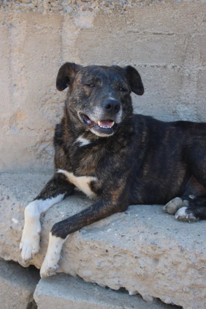 Ebelin, male 3yo Mixed Breed for adoption at Hands4Animals e.V., Töging