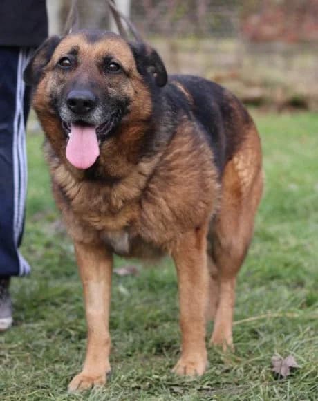 Edna, female 7yo Mixed Breed for adoption at Hands4Animals e.V., Töging