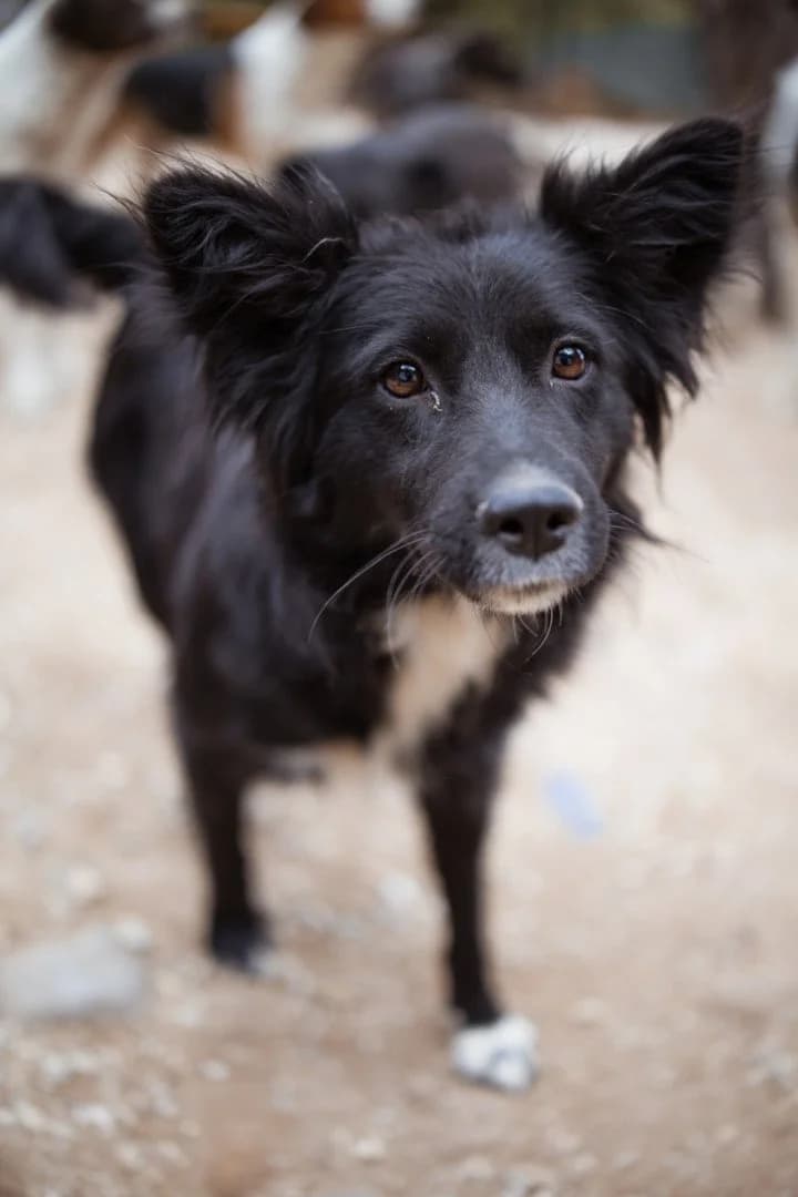 Elena, female 3yo Mixed Breed for adoption at Hands4Animals e.V., Töging