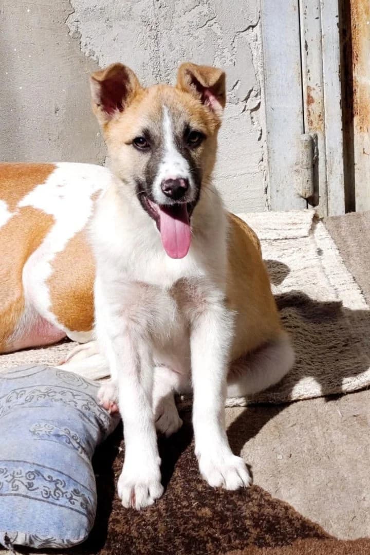 Ella, female puppy Mixed Breed for adoption at Hands4Animals e.V., Töging