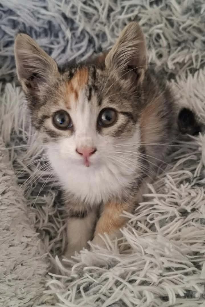 Ember, female puppy Mixed Breed Cat for adoption at Hands4Animals e.V., Töging
