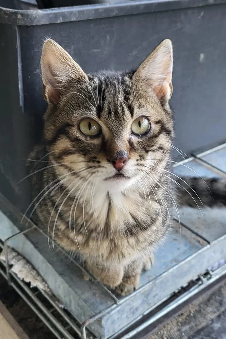 Emma, female puppy Mixed Breed Cat for adoption at Hands4Animals e.V., Töging