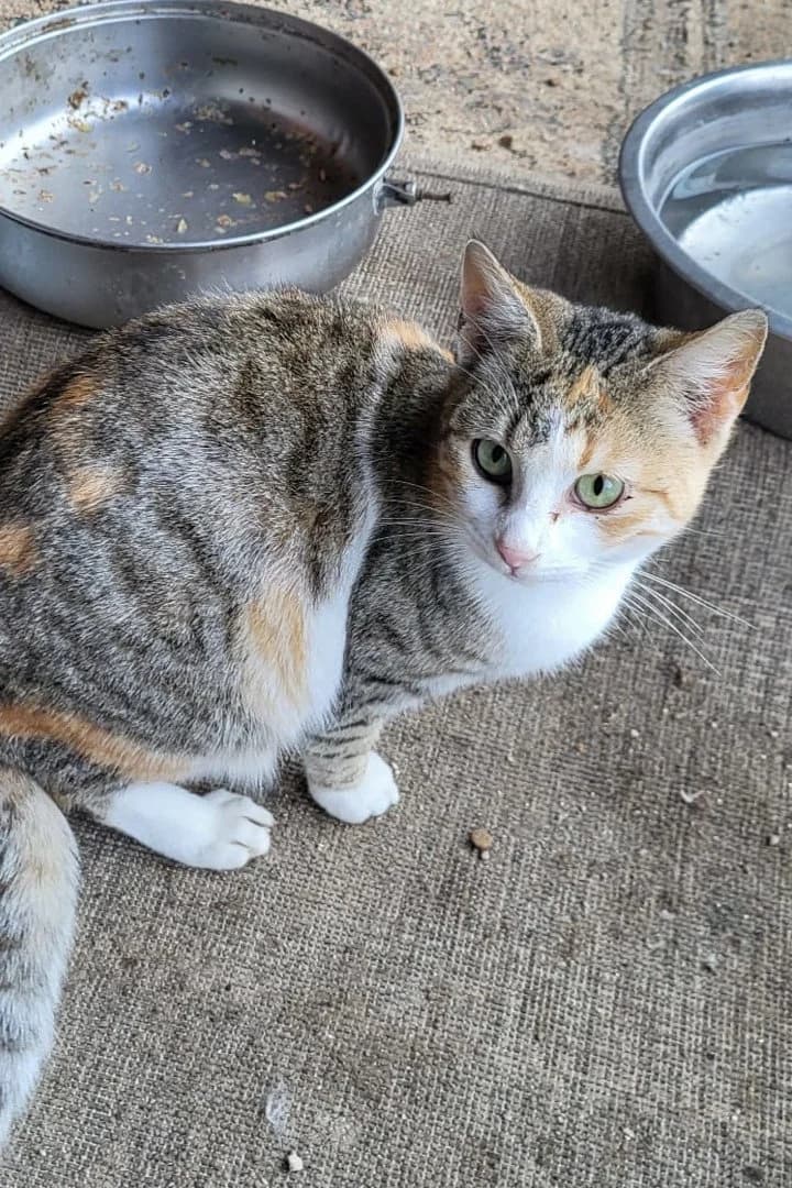 Eve, female puppy Mixed Breed Cat for adoption at Hands4Animals e.V., Töging